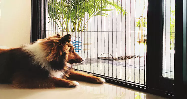 Sliding Screen Pet Door Repair in Lehigh Acres, FL