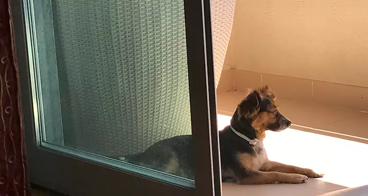 French Door Pet Screen Repair in Lehigh Acres, FL